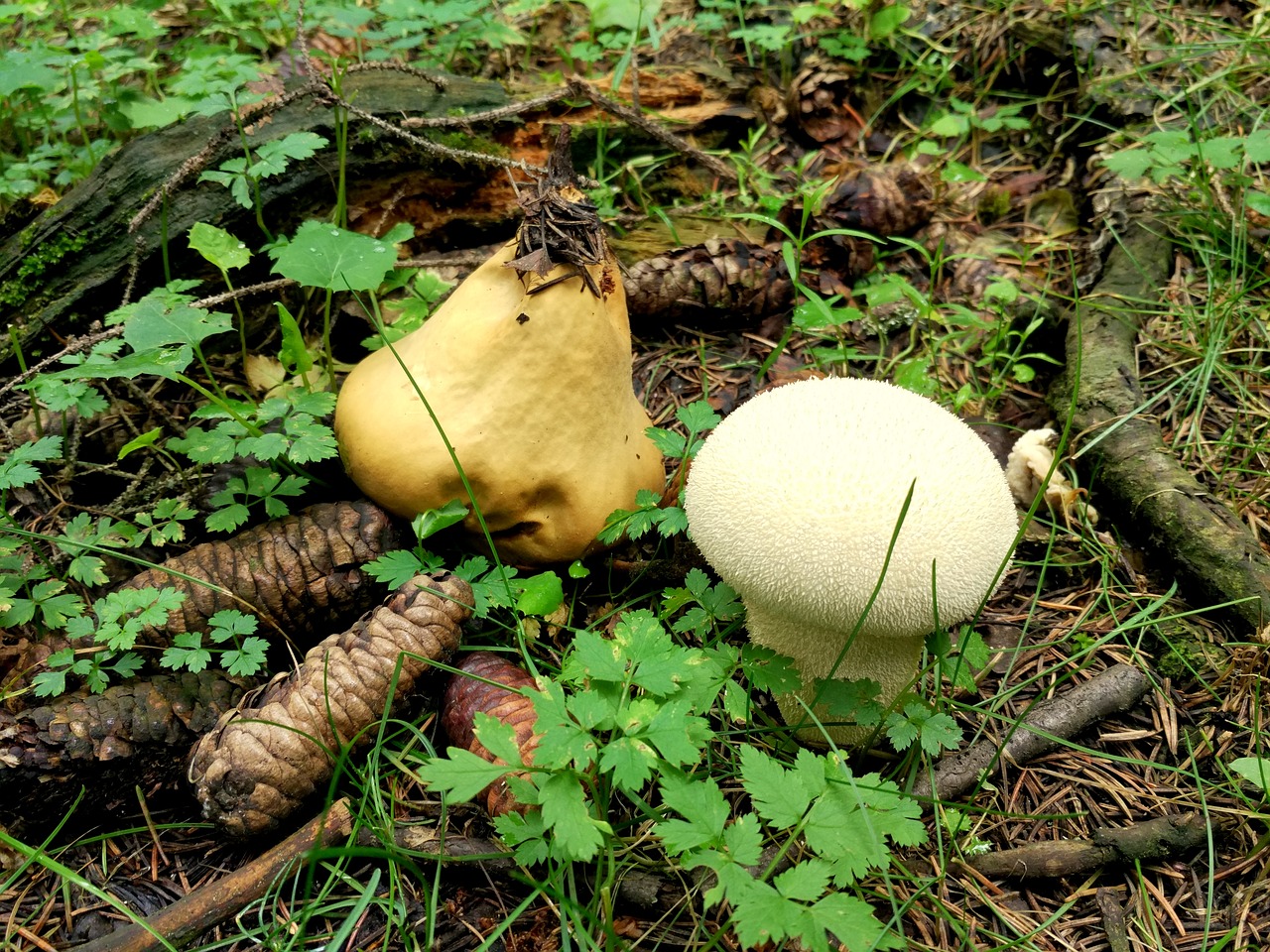 mushroom echinacea forest free photo