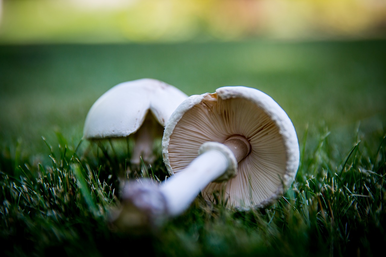 mushroom forest garden free photo