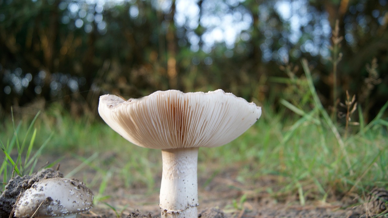 mushroom forest outdoor free photo