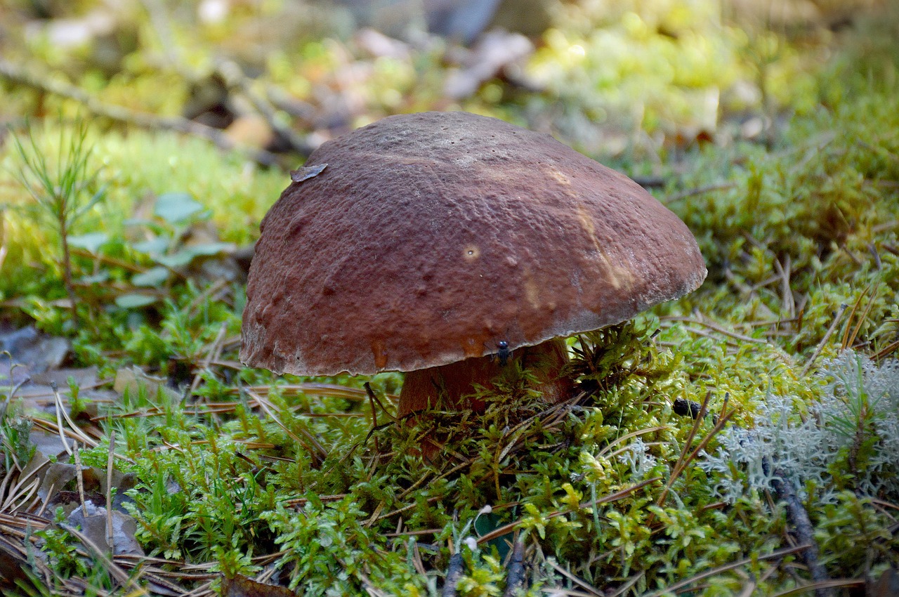 mushroom white summer free photo