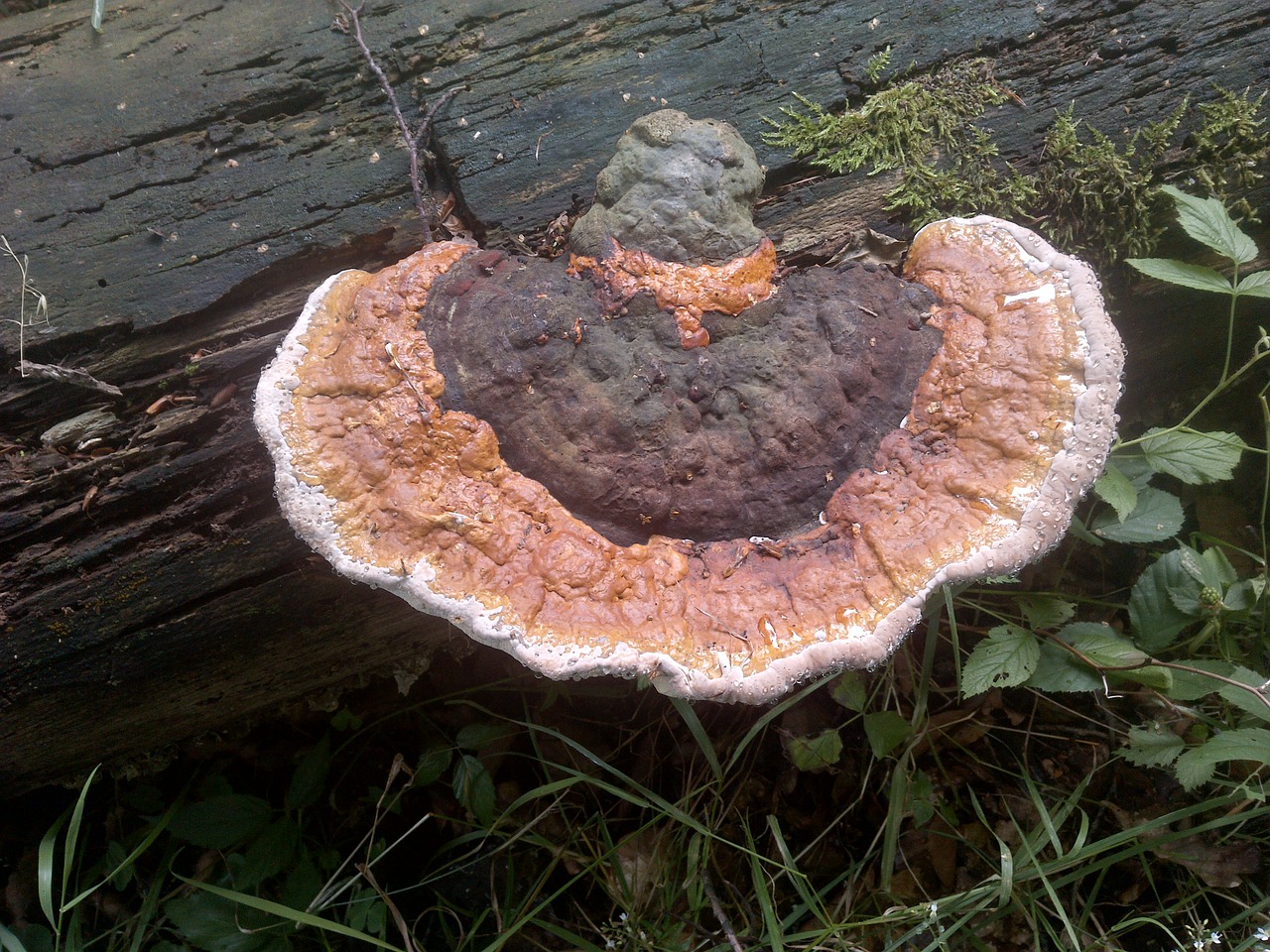 mushroom tree fungus mushrooms on tree free photo