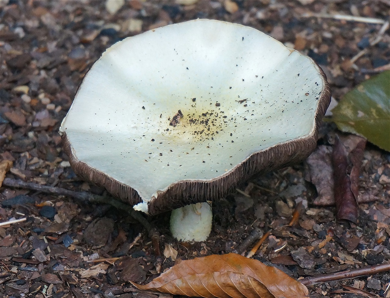 mushroom agaricus fungi free photo