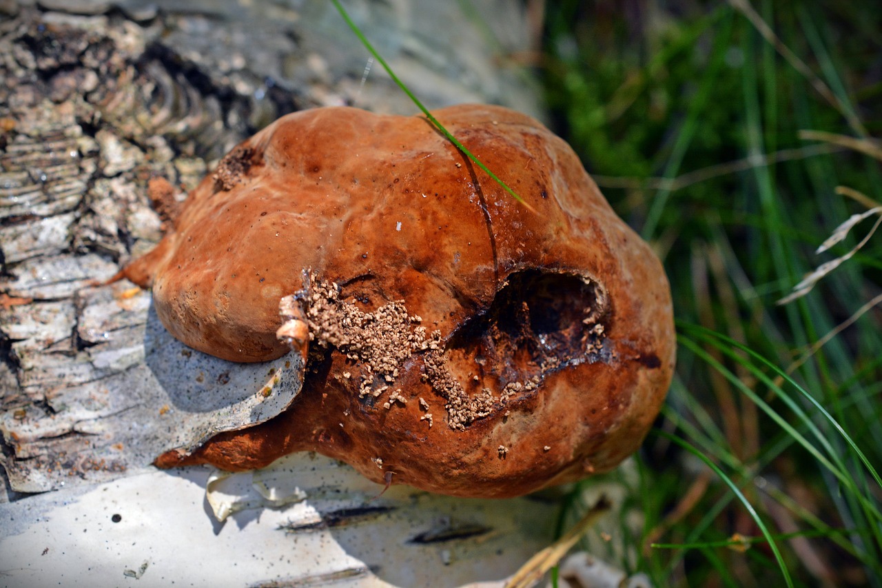 mushroom tree fungus birch free photo