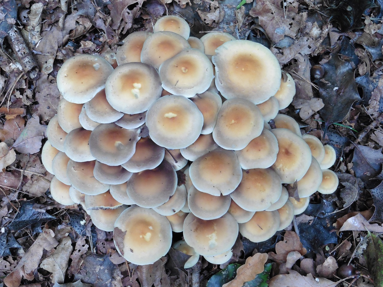 mushroom nature autumn free photo