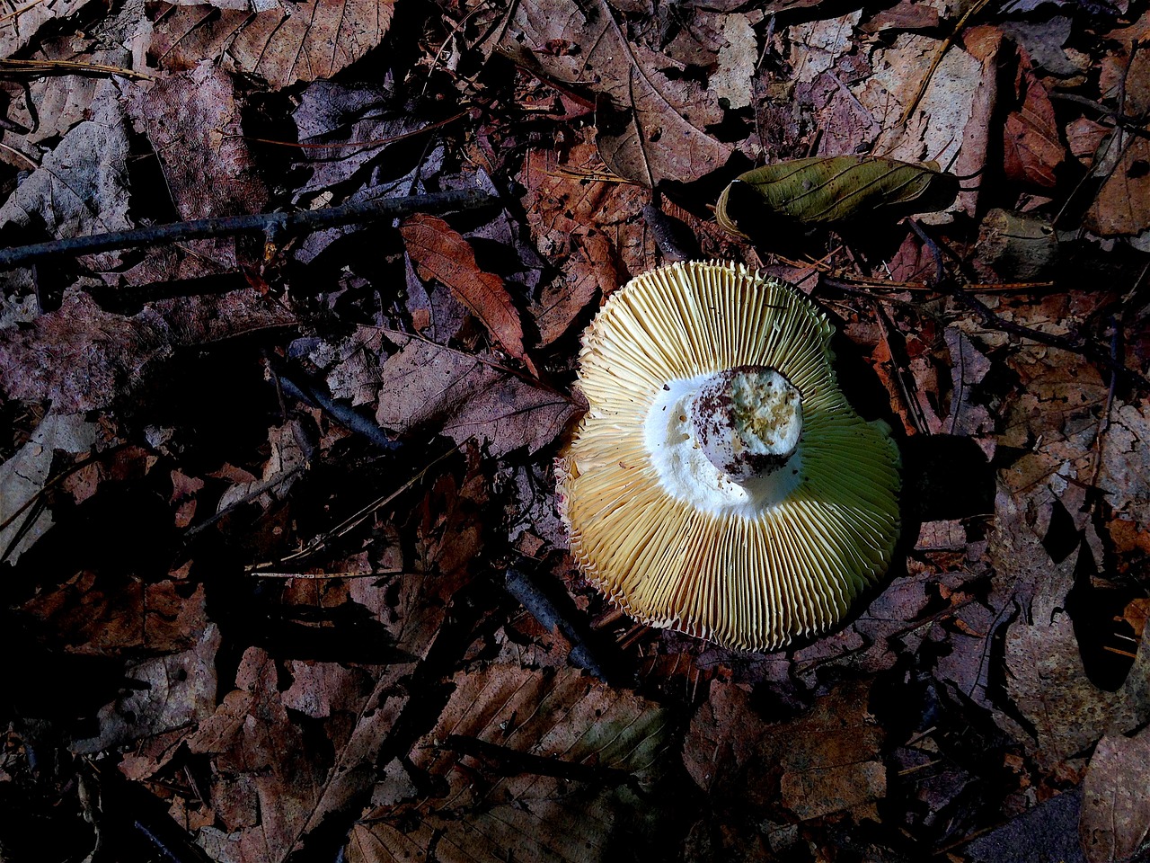 mushroom forest shadow free photo