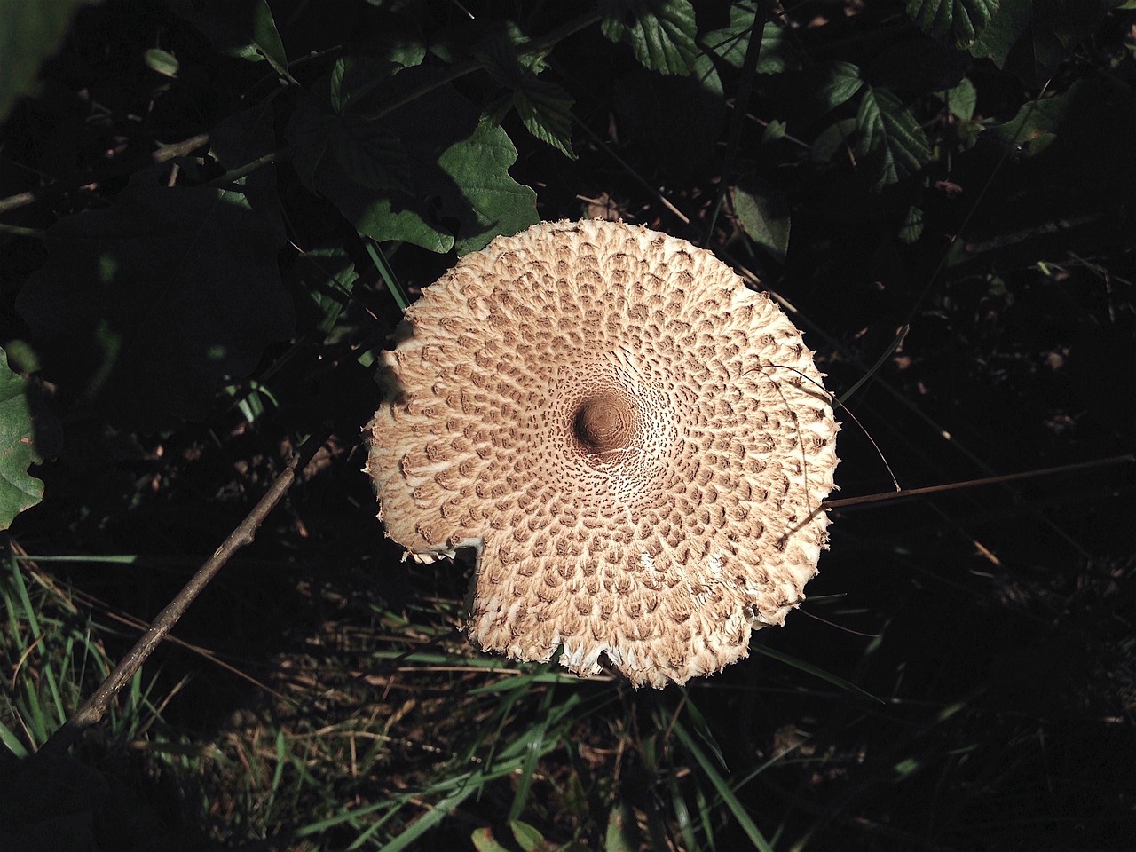 mushroom wild forest free photo