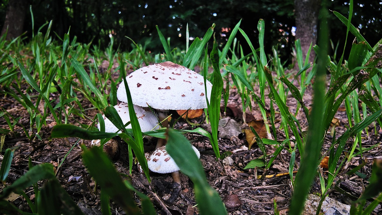 mushroom crazy damn it free photo