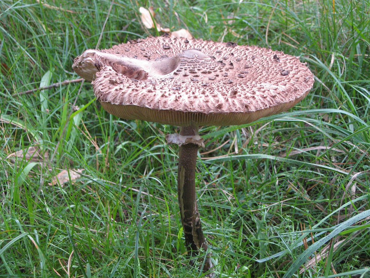 mushroom autumn forest free photo