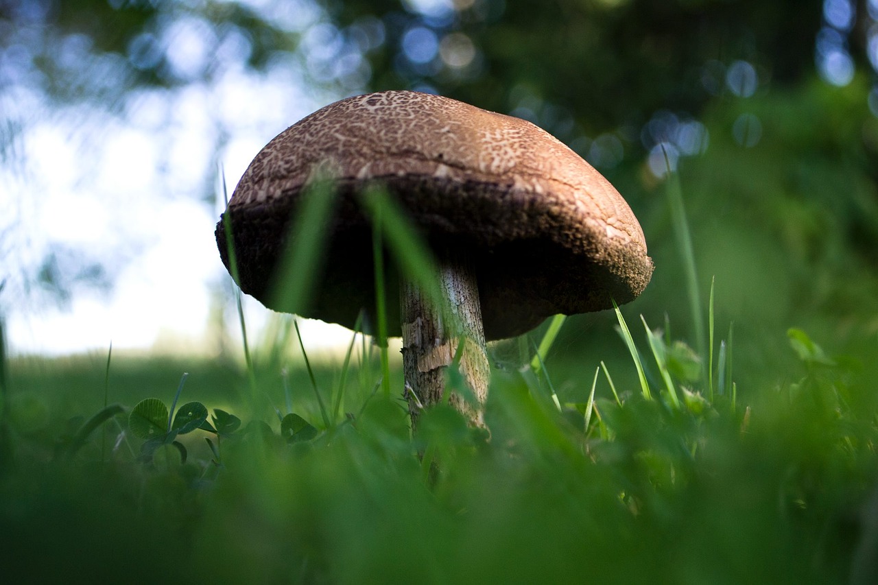 mushroom grass green free photo