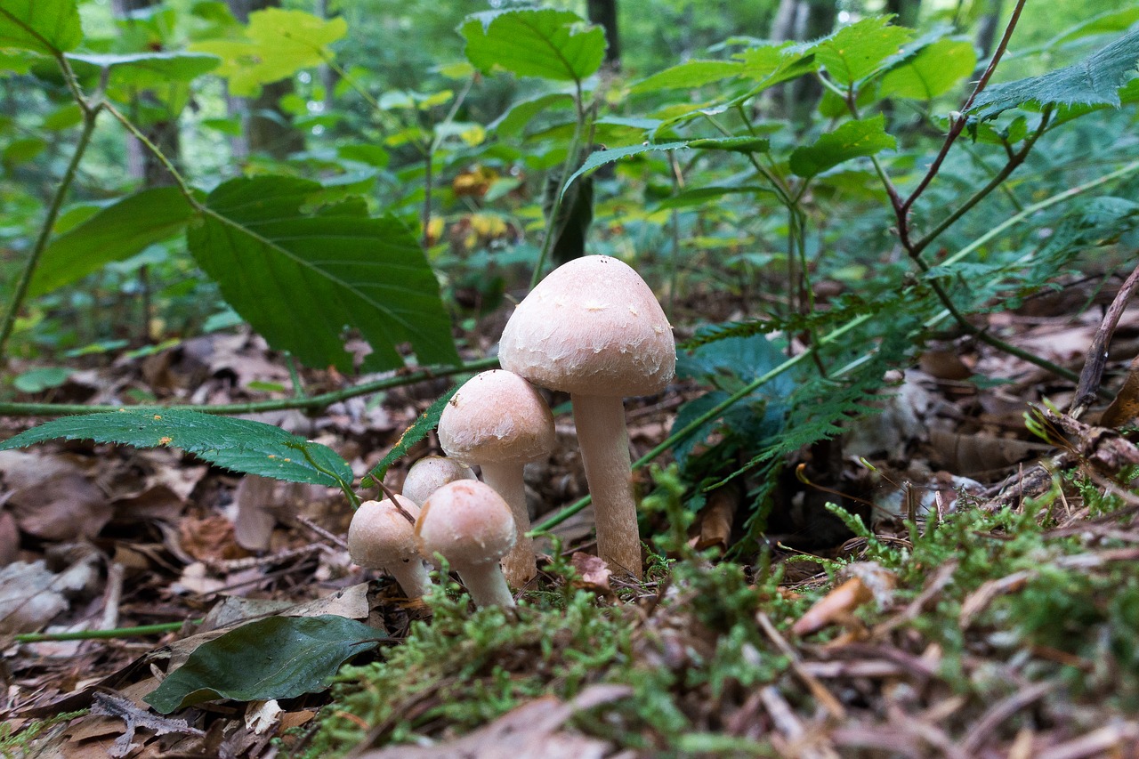 mushroom forest moss free photo