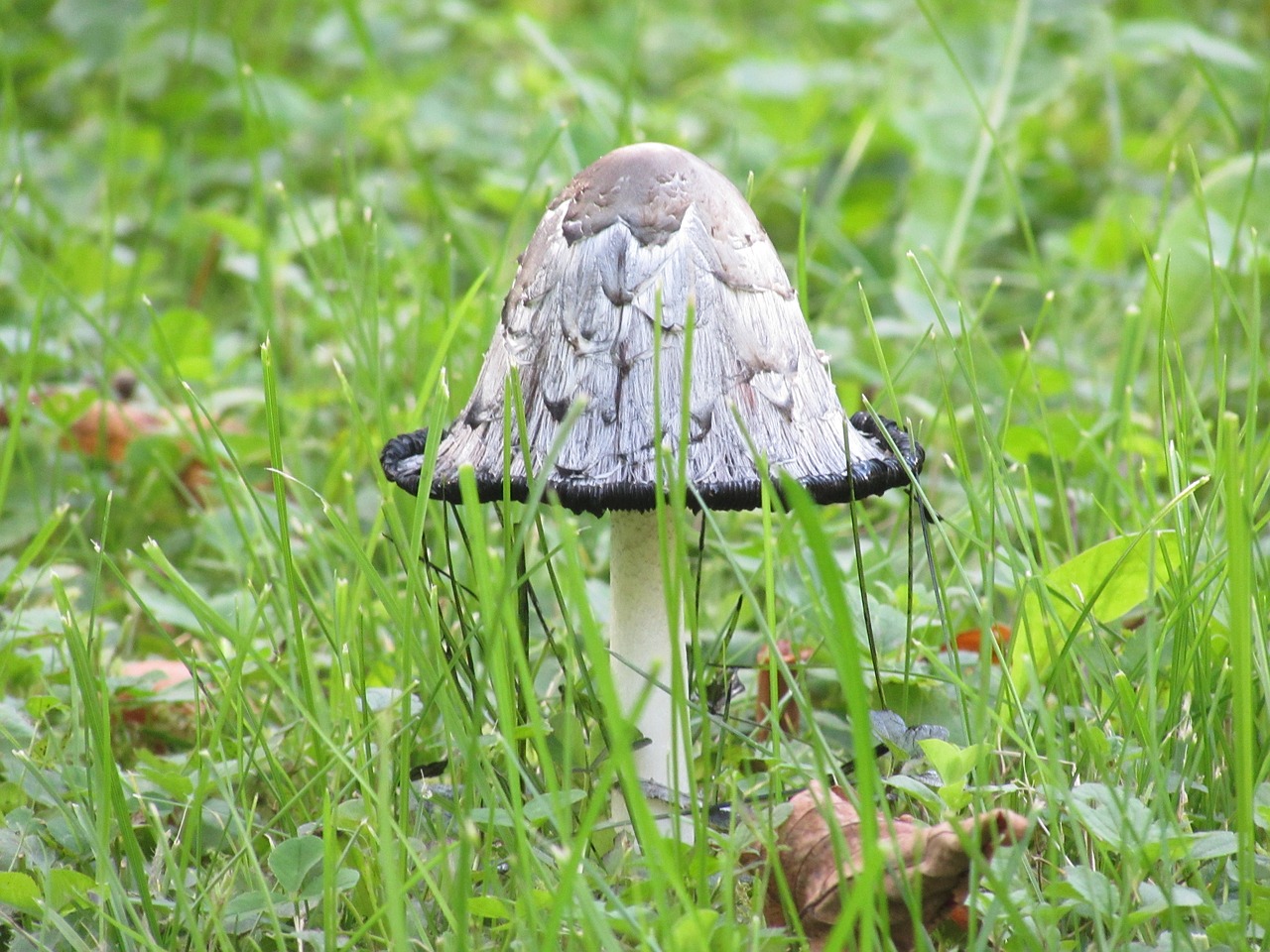 mushroom plant nature free photo