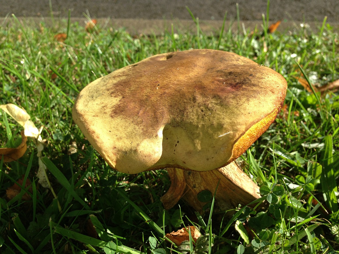mushroom grass closeup free photo