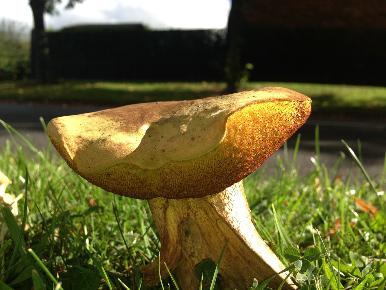 mushroom grass closeup free photo