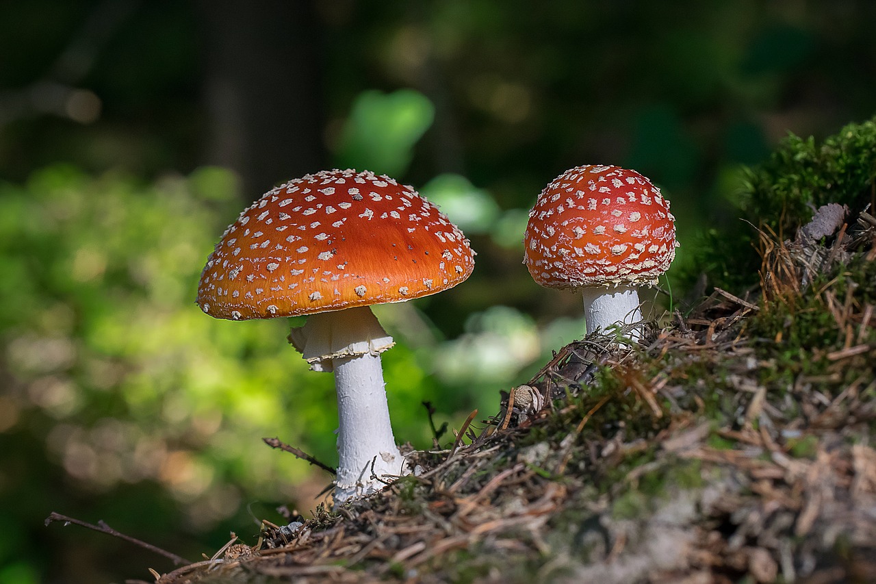 mushroom fly agaric forest free photo