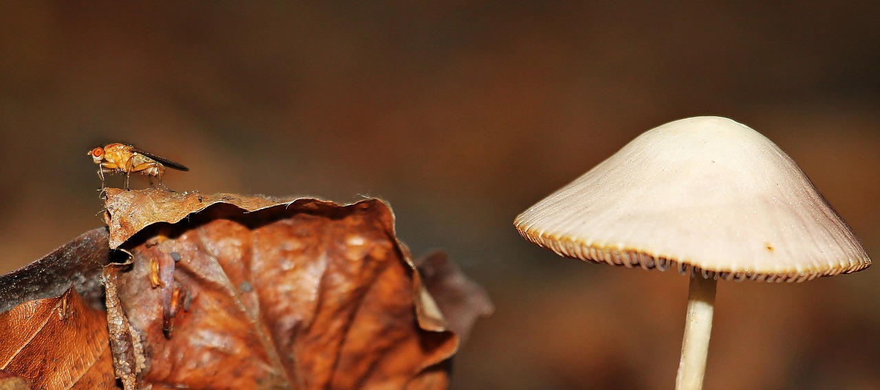 mushroom leaves forest free photo