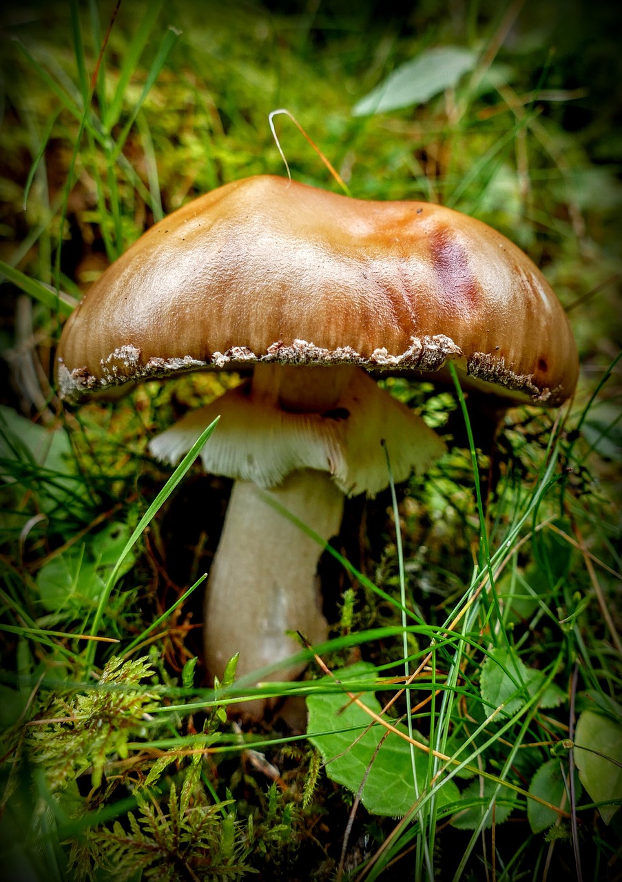 mushroom forest mushroom nature free photo
