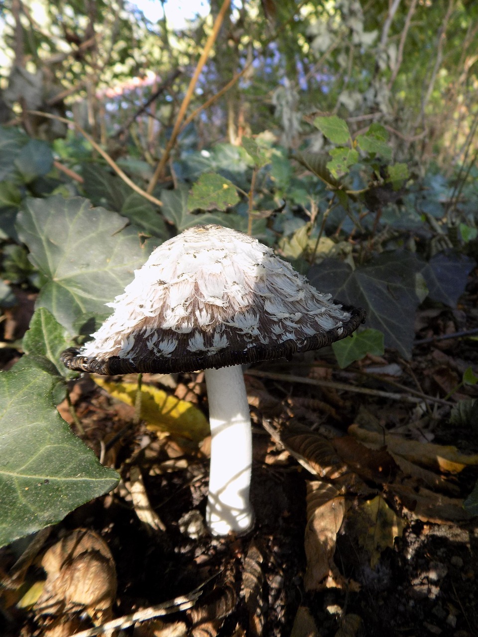 mushroom autumn nature free photo