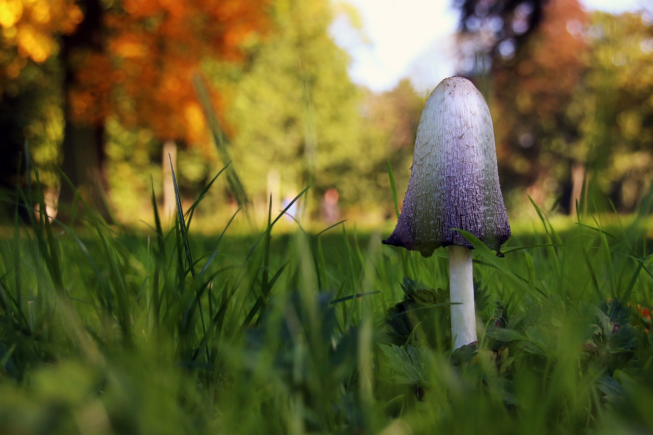 mushroom autumn grass free photo