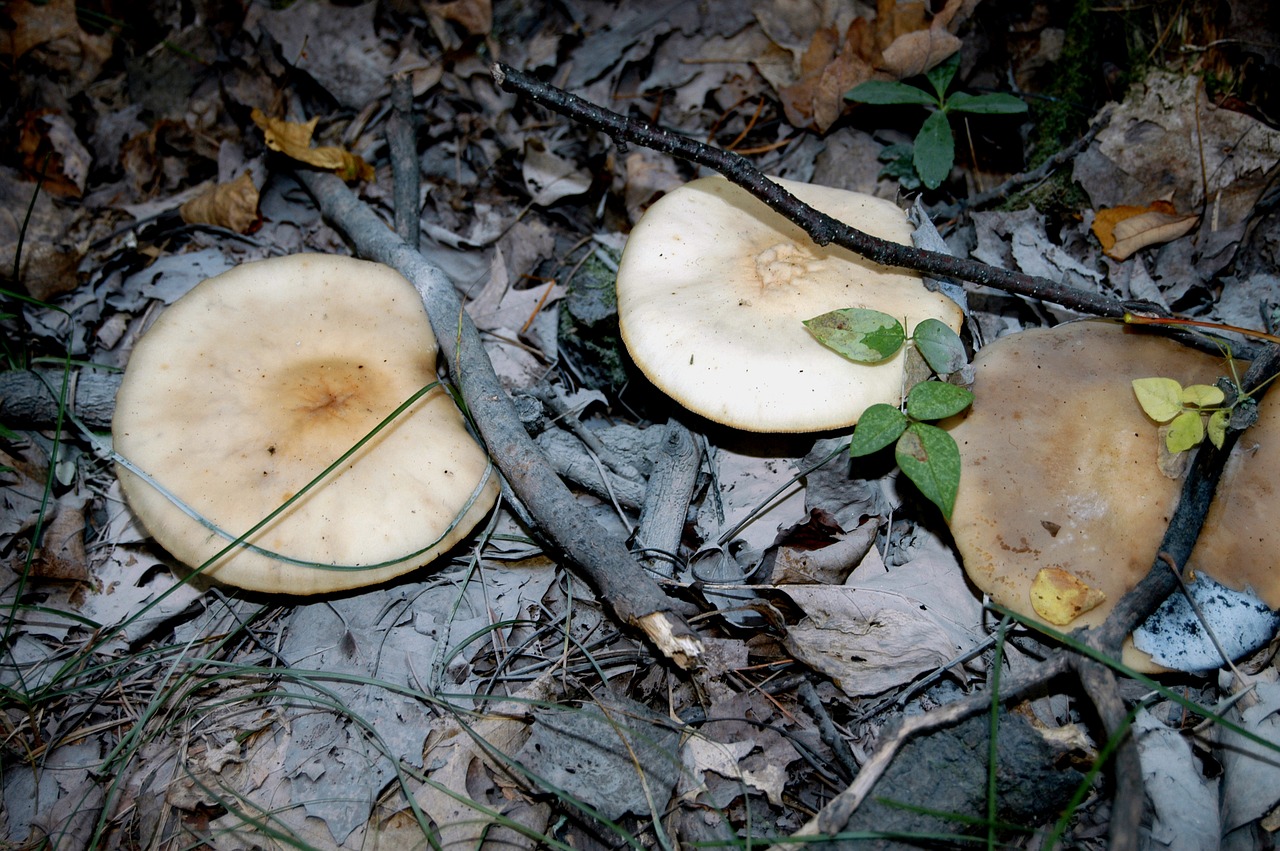 mushroom forest floor minnesota free photo