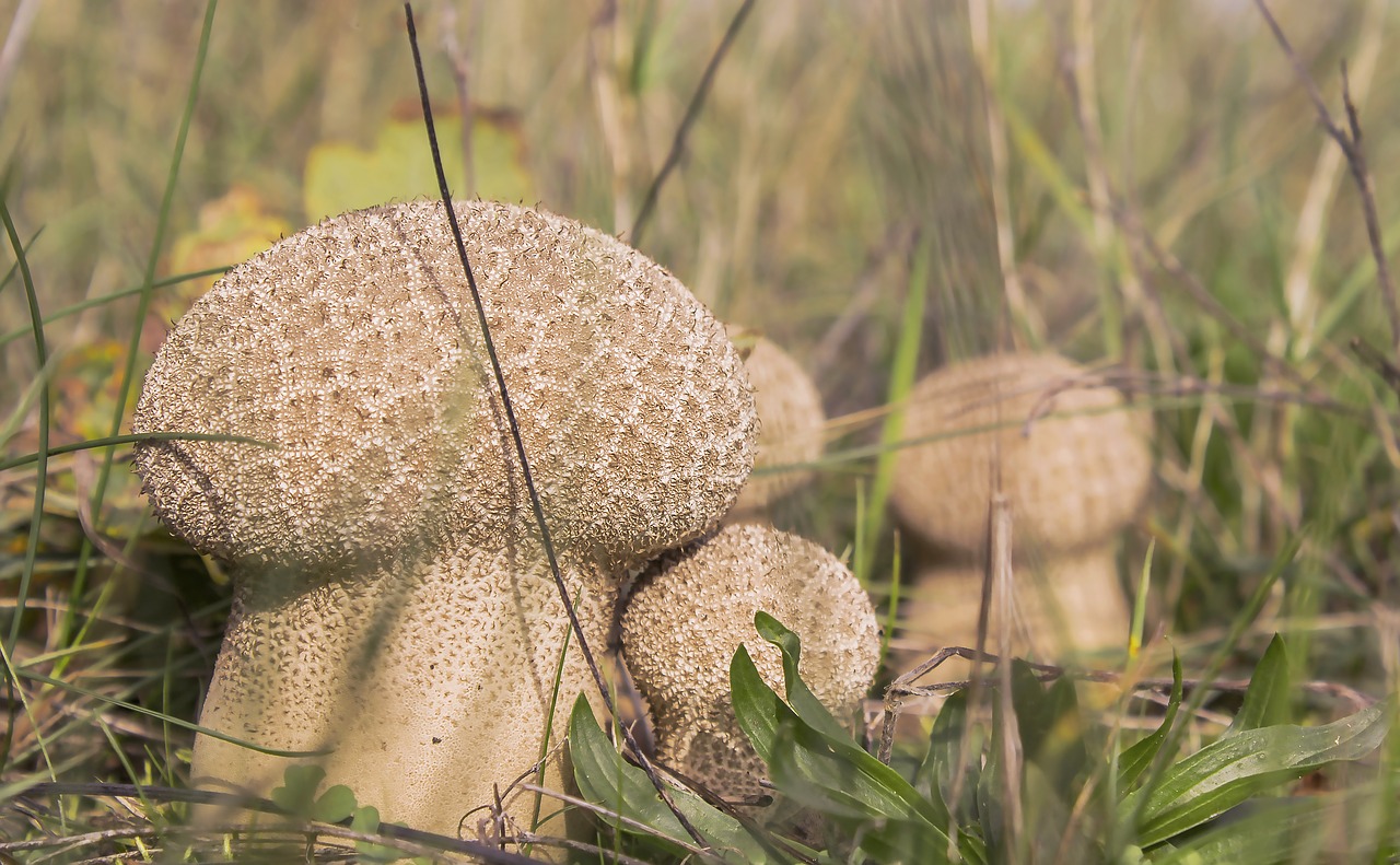 mushroom plant weed free photo