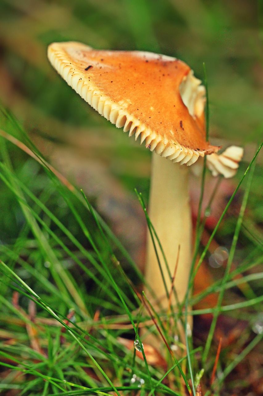 mushroom forest mushroom forest free photo