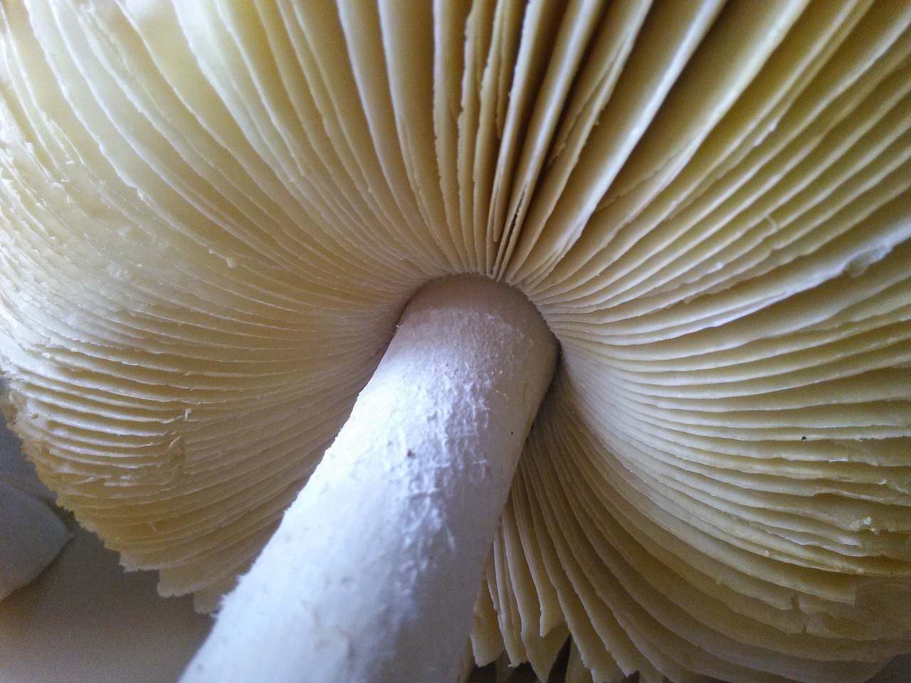 mushroom symmetry white free photo