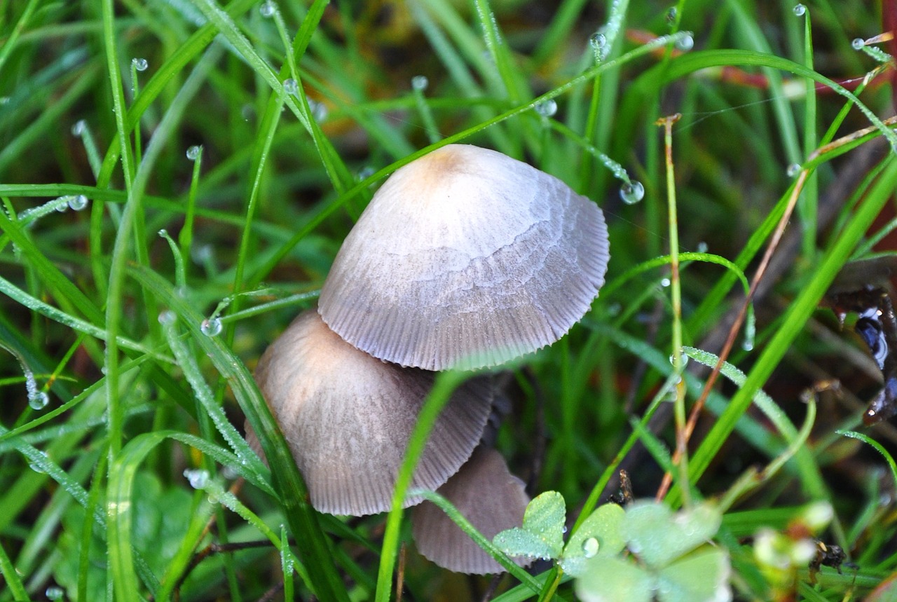 mushroom dew nature free photo