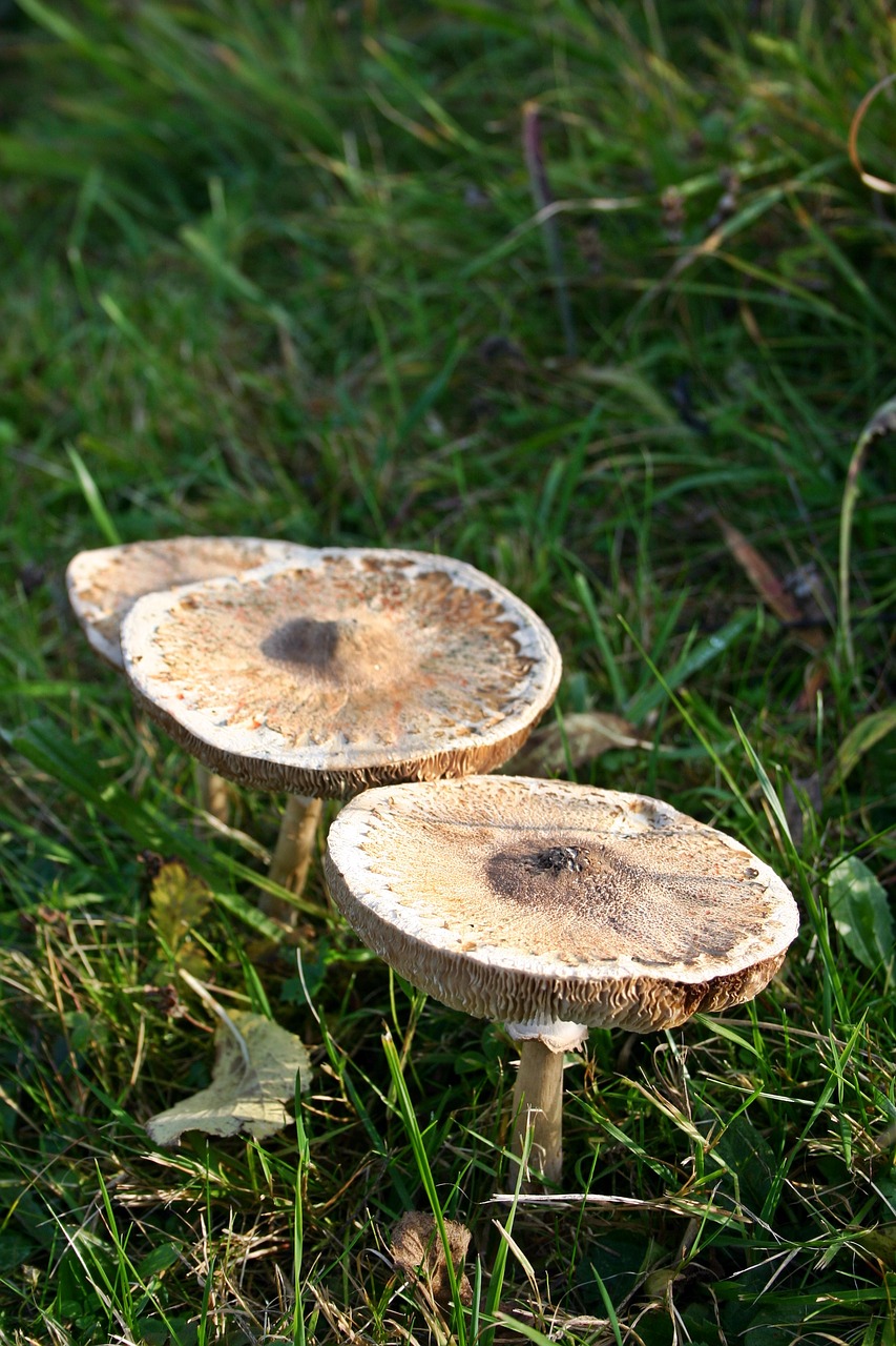 mushroom autumn screen fungus free photo
