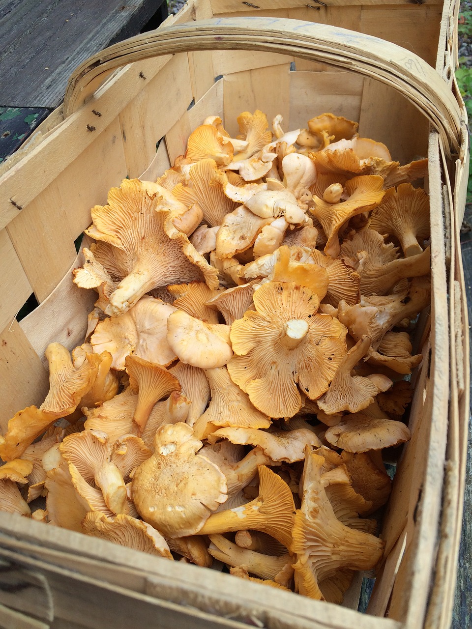 mushroom chanterelle sponge basket free photo