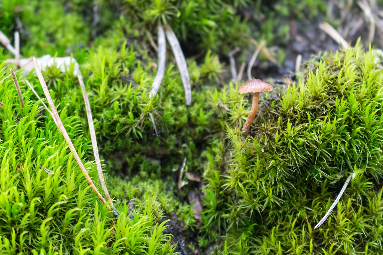 mushroom moss forest litter free photo