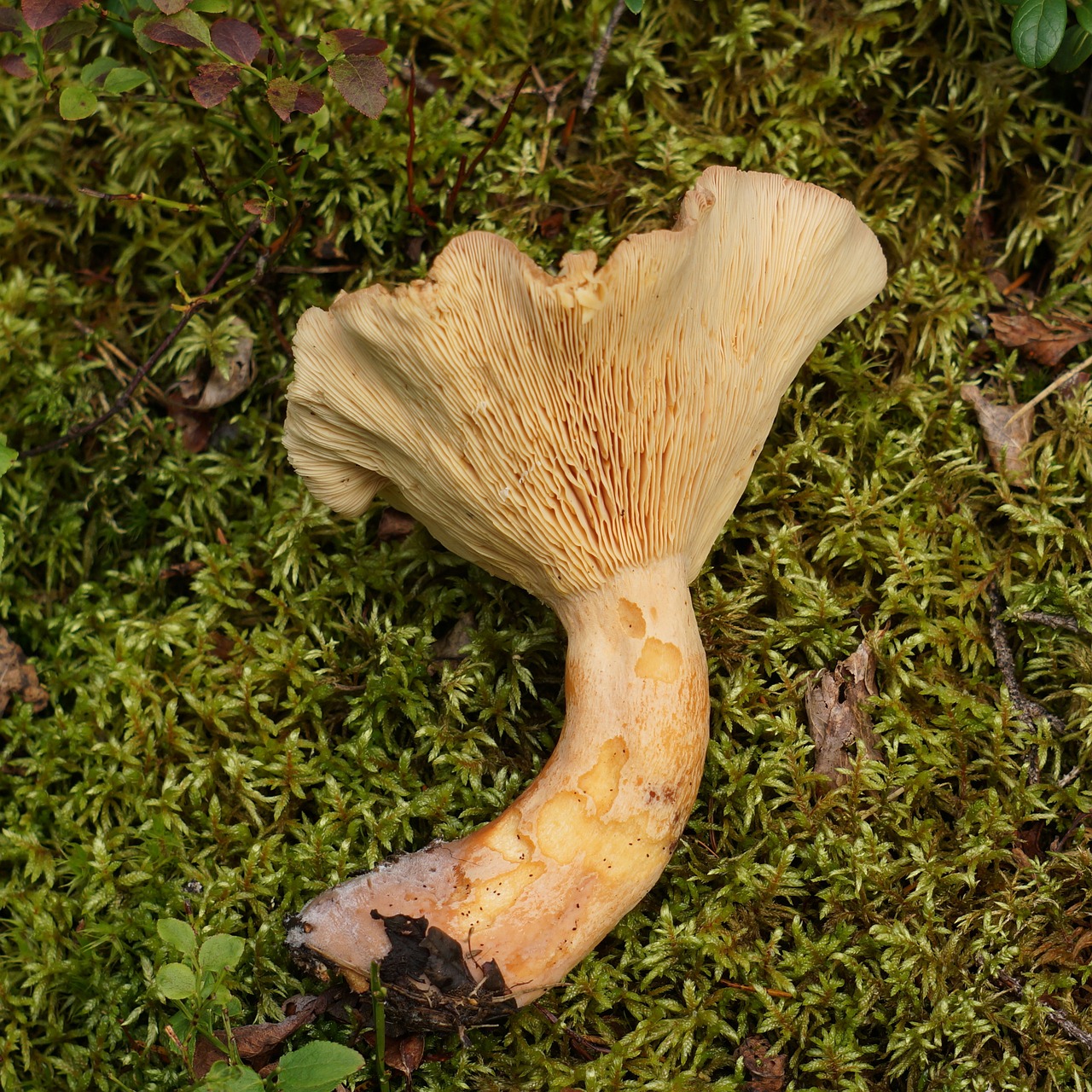 mushroom mushrooms foot fungus free photo