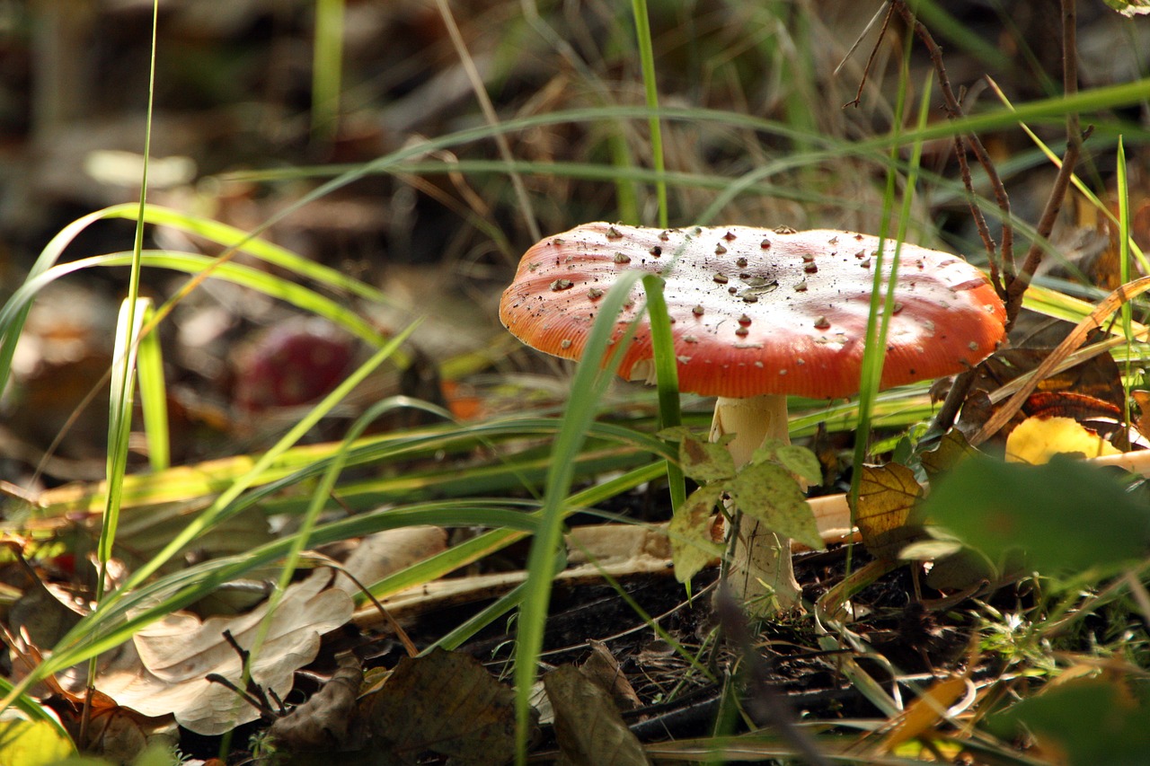 mushroom forest nature free photo