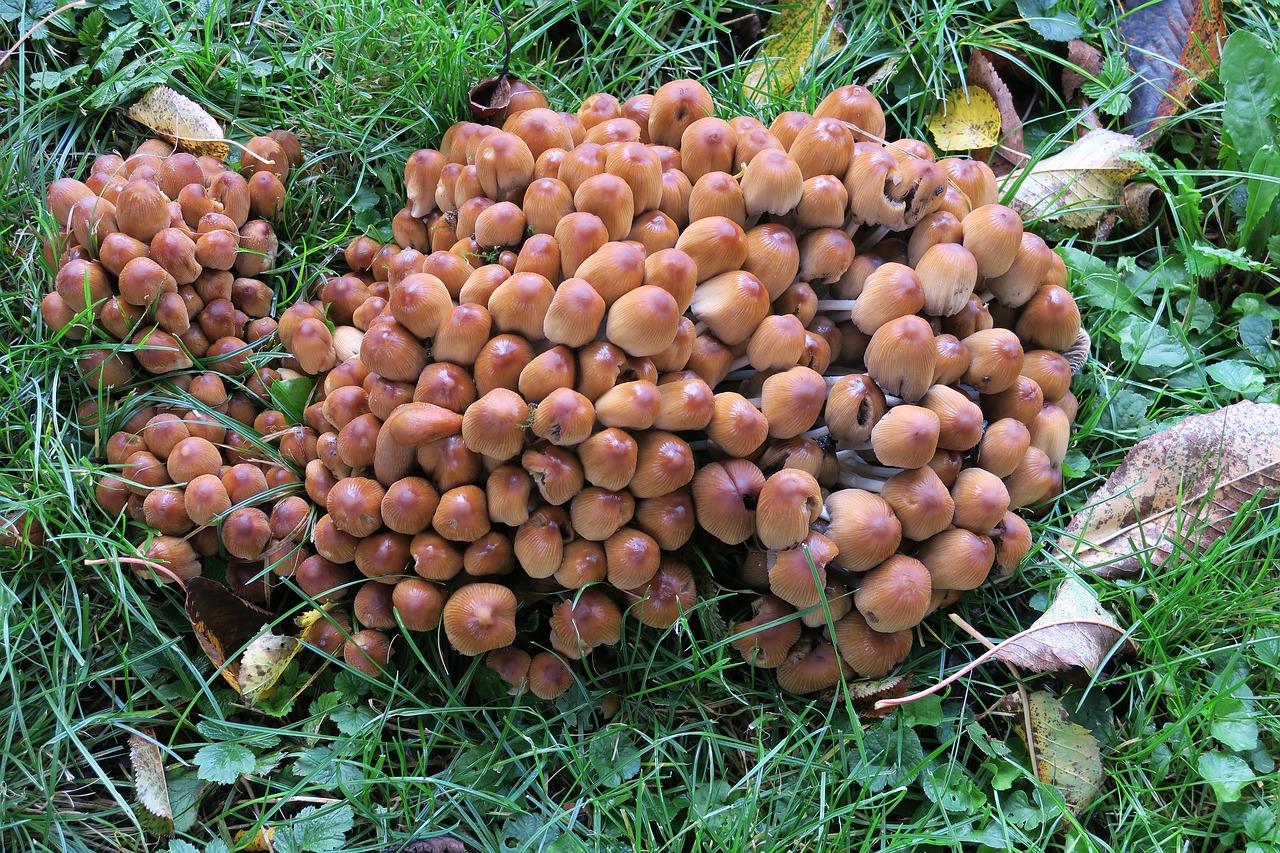mushrooms mushroom formation mushroom free photo