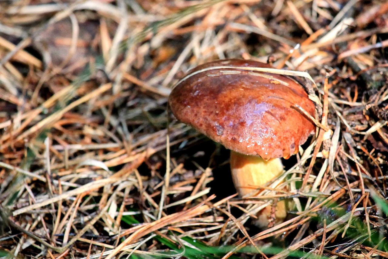 mushroom brown forest free photo