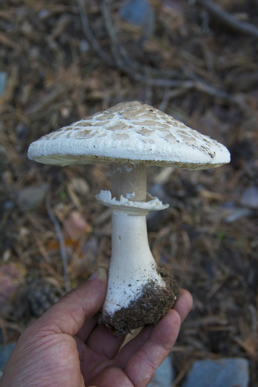 mushroom macrolepiota fungi free photo