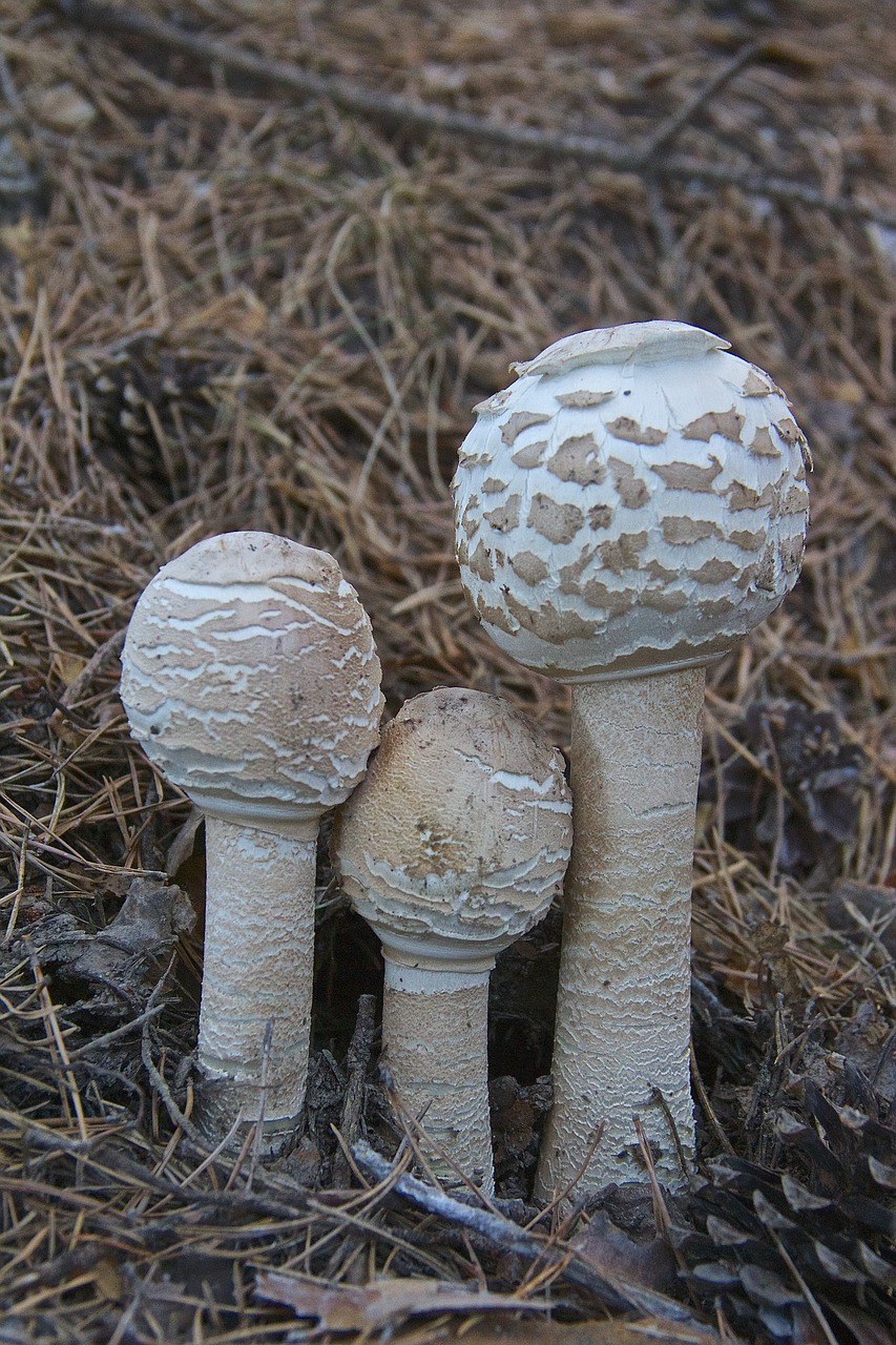 mushroom macrolepiota fungi free photo