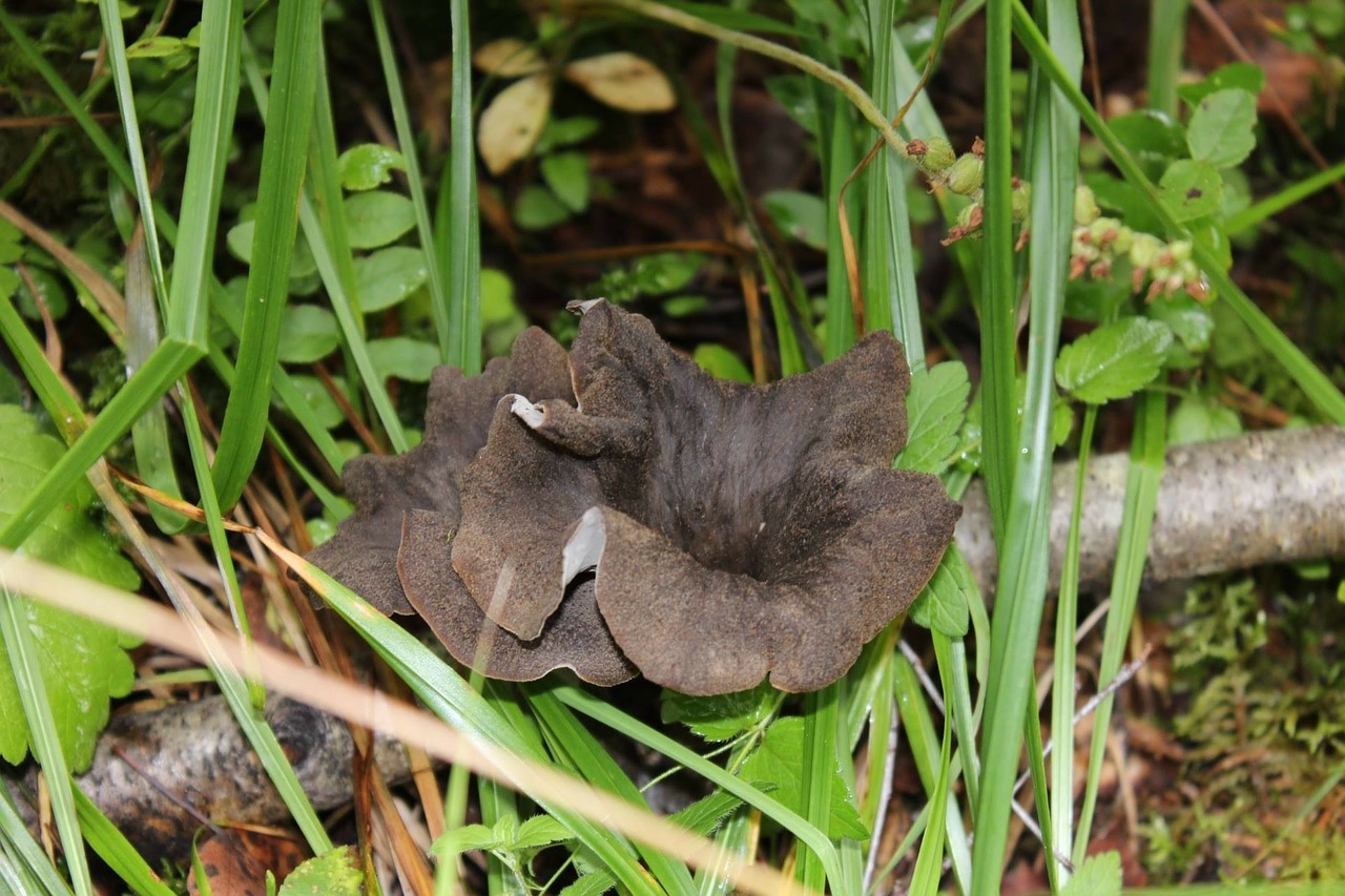 mushroom black trumpet mushroom autumn free photo