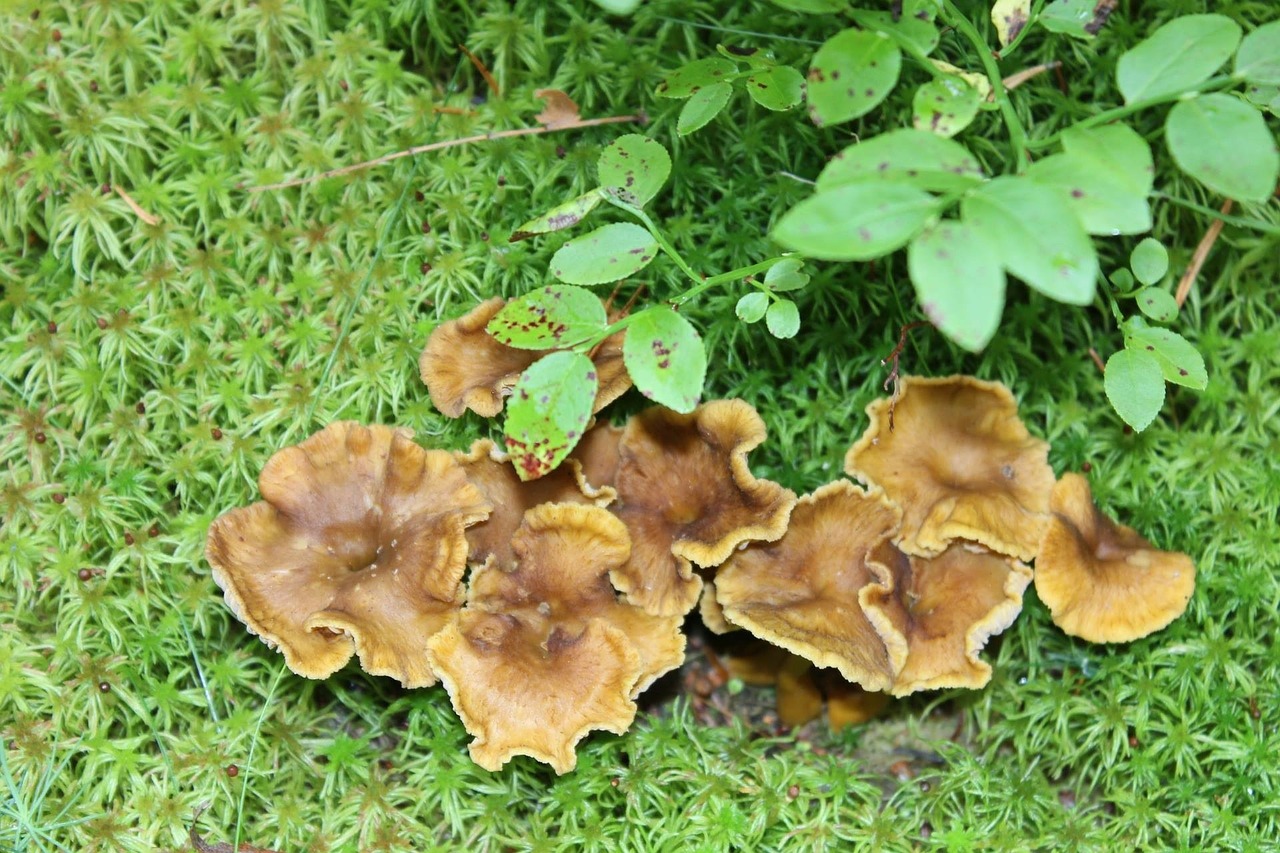 mushroom chanterelle forest free photo