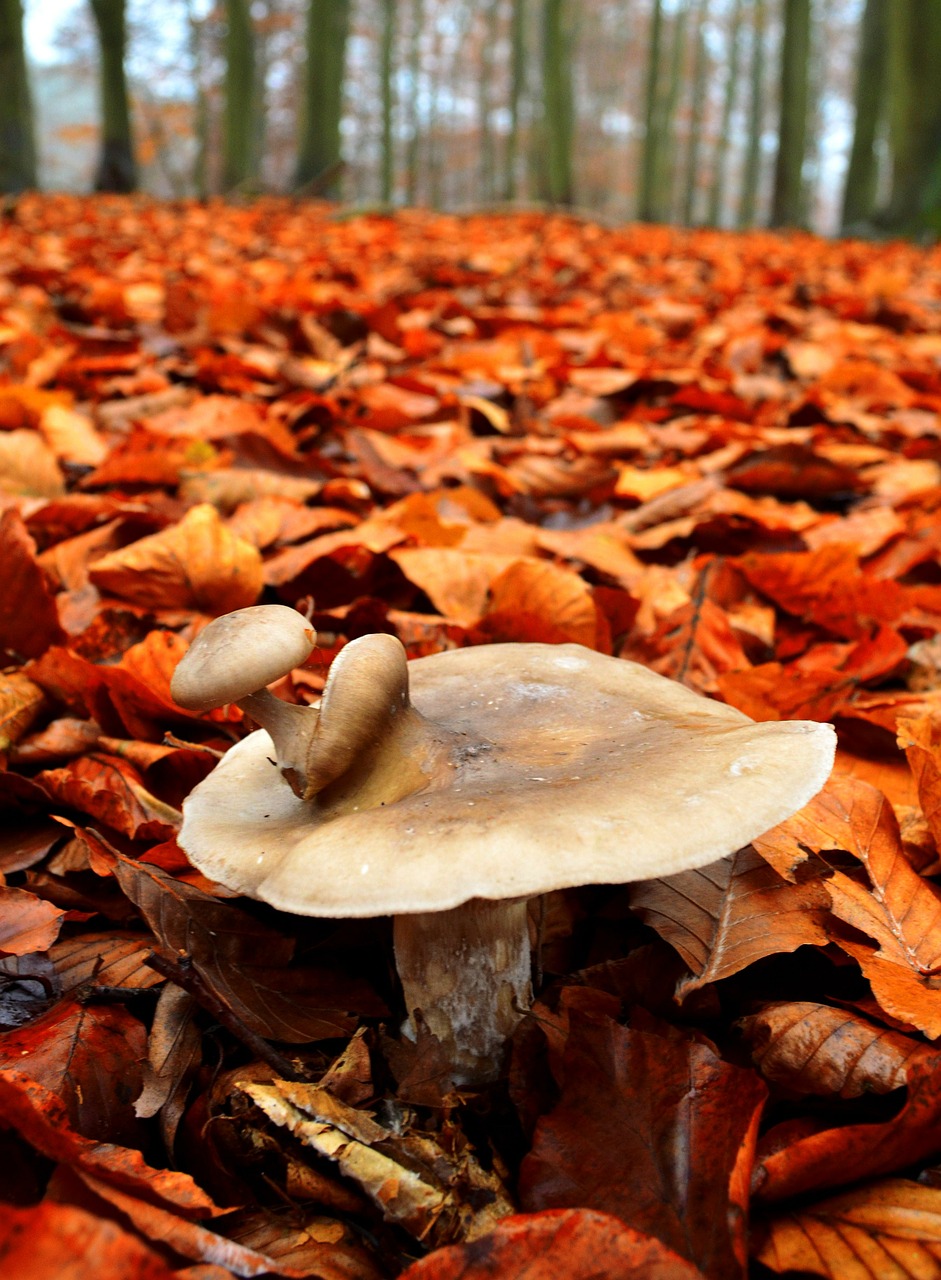 mushroom nature mutant free photo