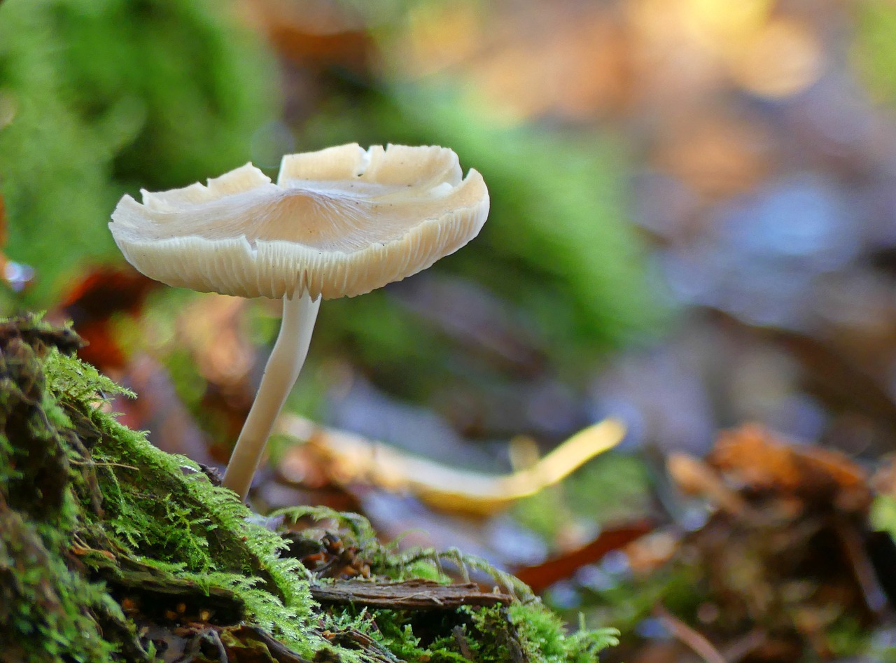 mushroom forest forest floor free photo