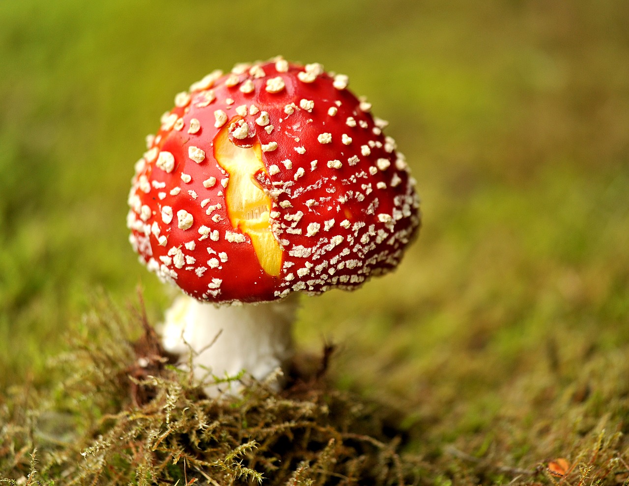 mushroom fly agaric garden free photo