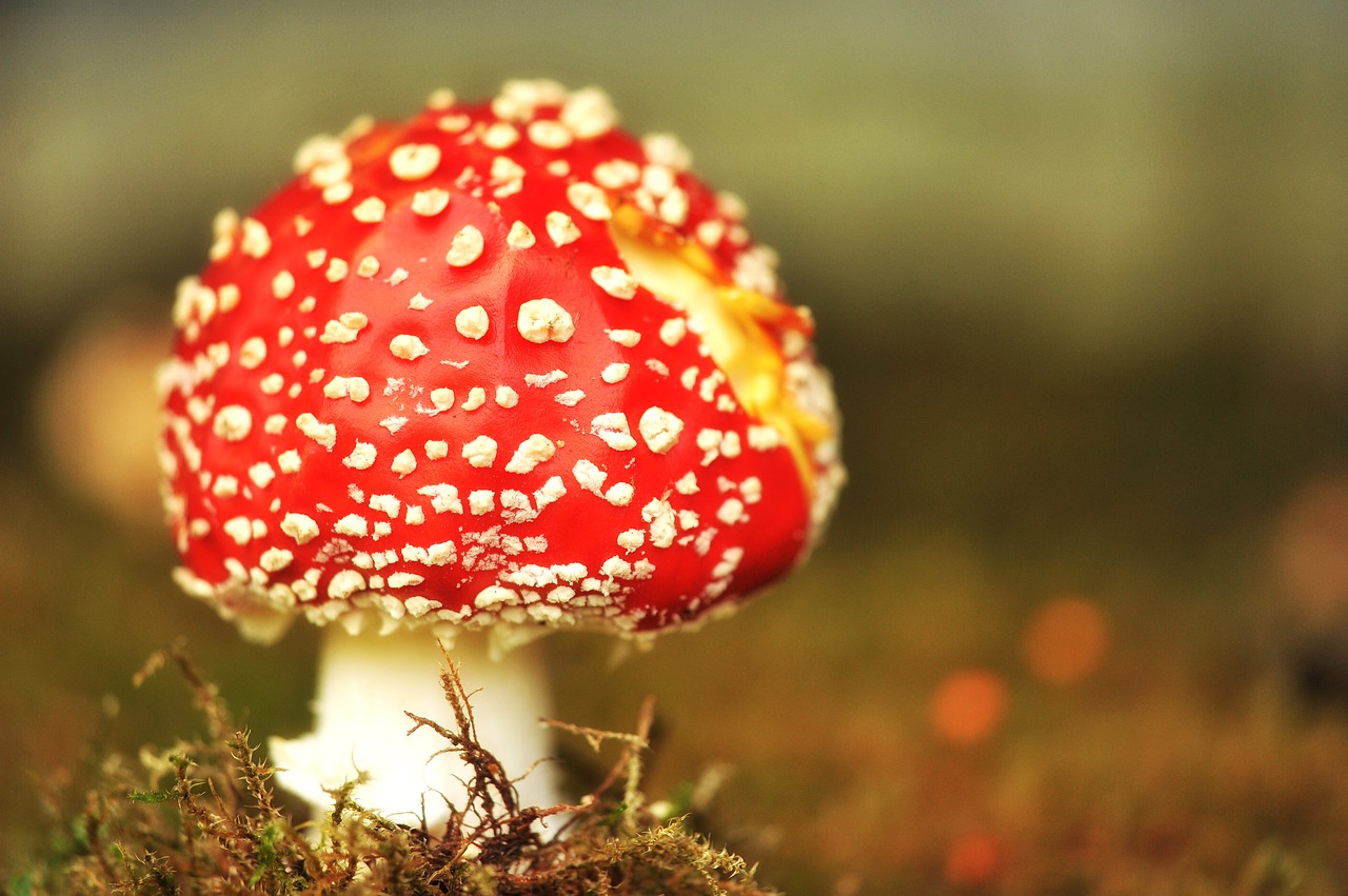 mushroom fly agaric garden free photo