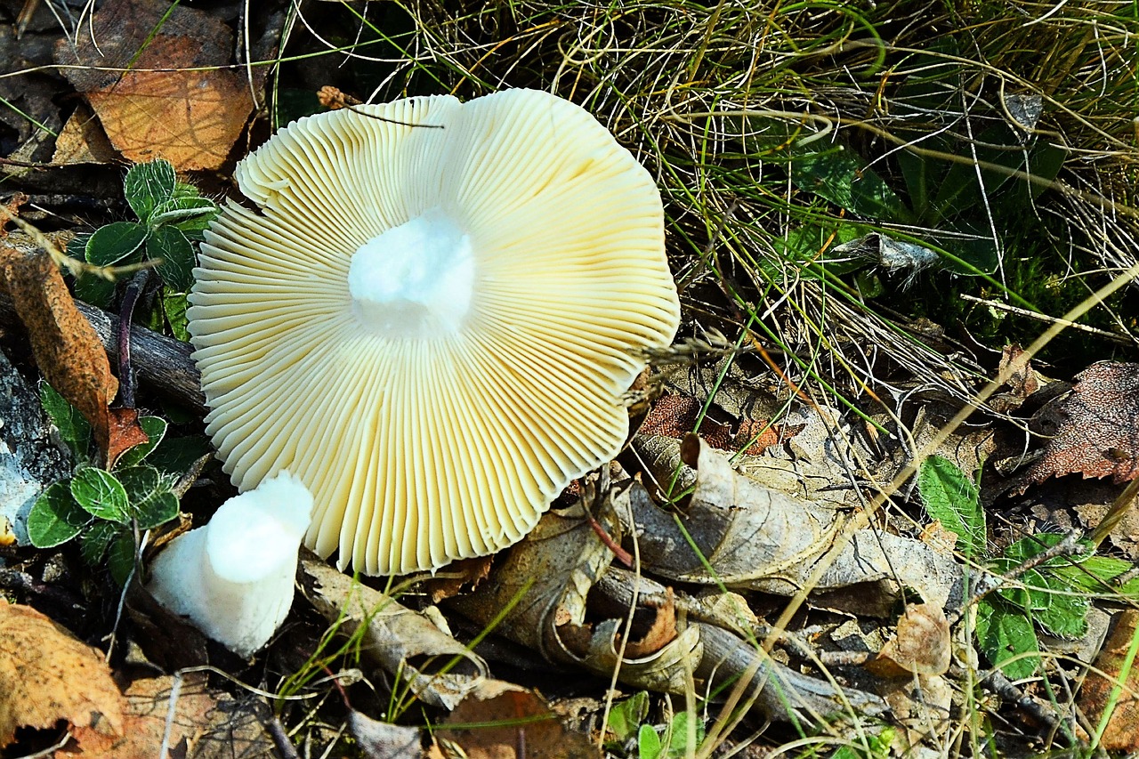 mushroom forest forest floor free photo