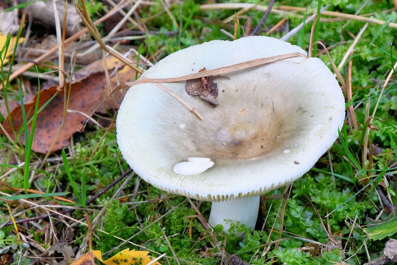 mushroom forest forest floor free photo