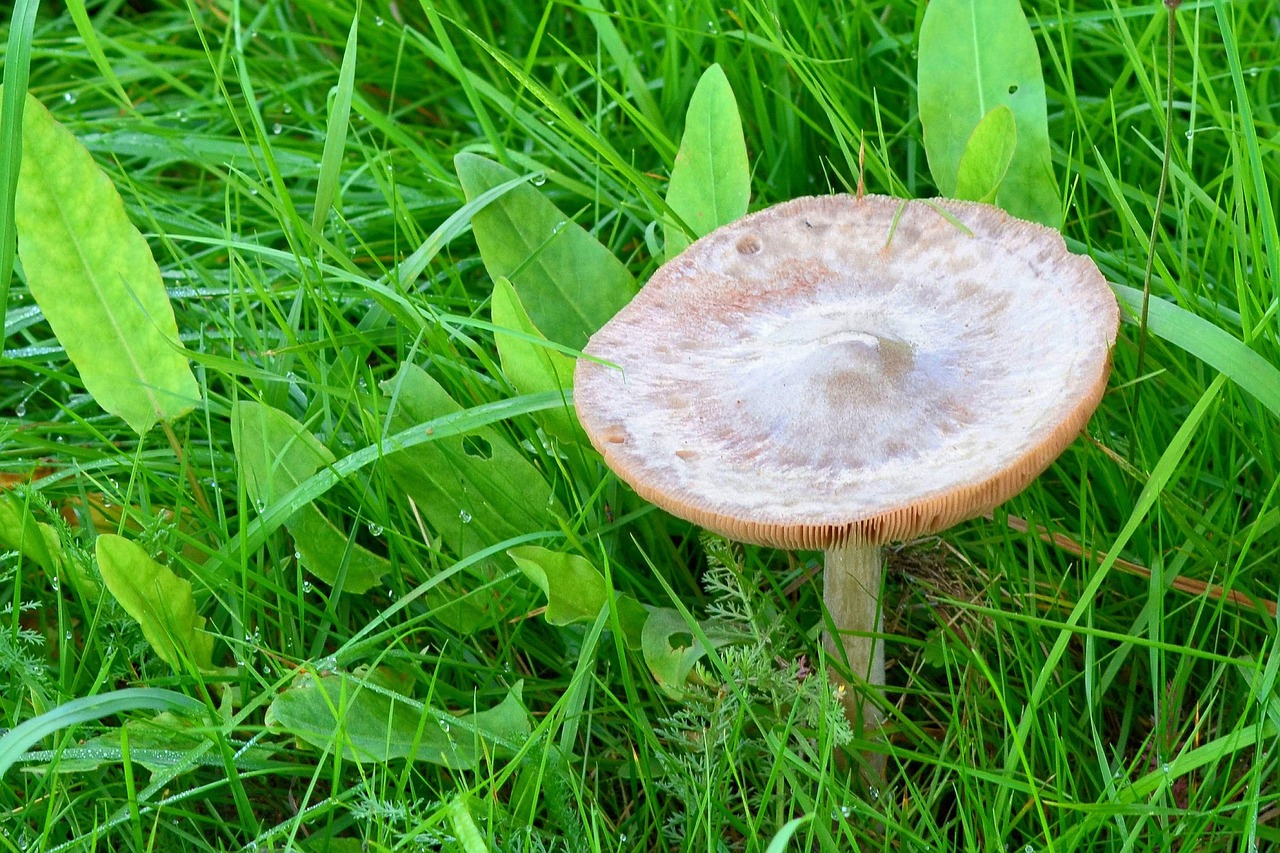 mushroom meadow autumn free photo