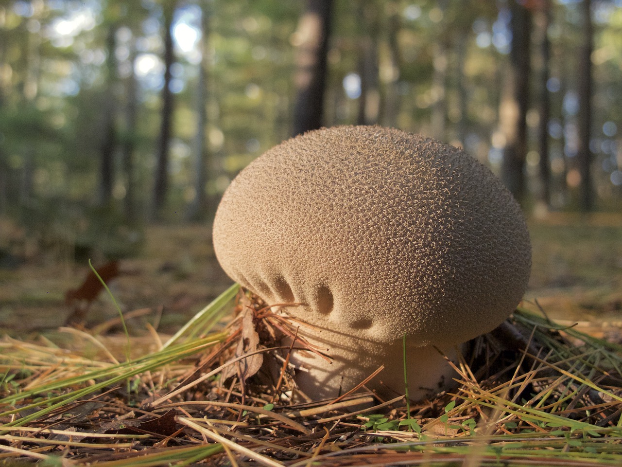 mushroom brown forest free photo