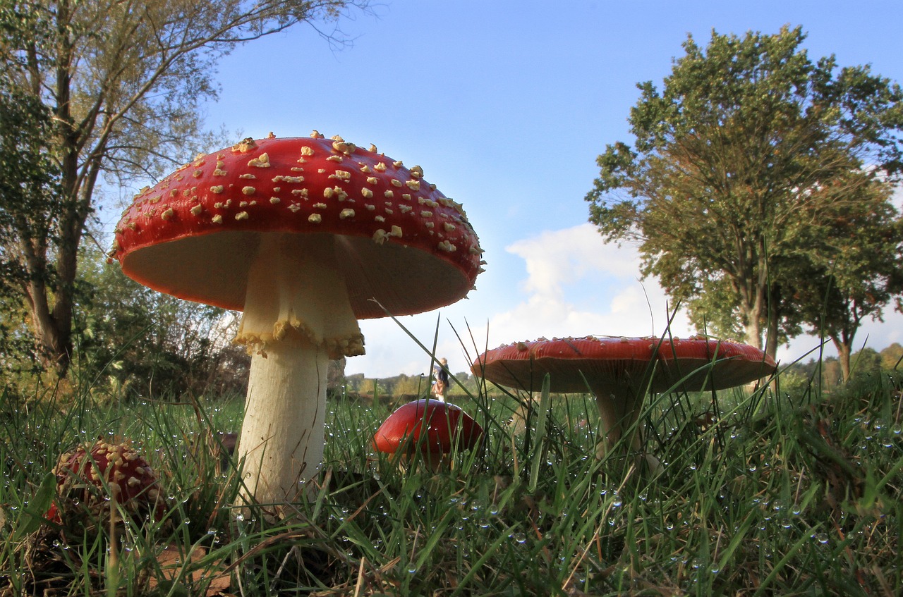 mushroom meadow autumn mood free photo