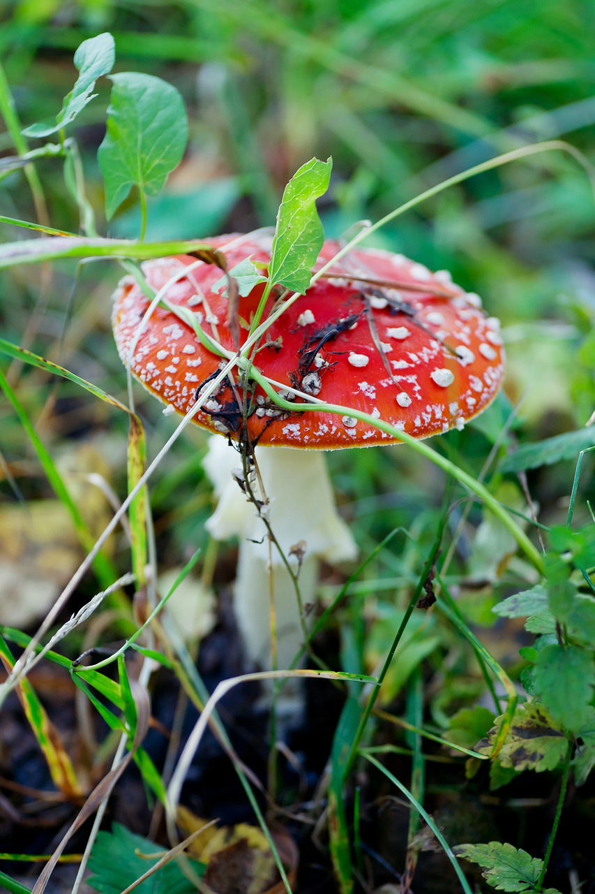 mushroom amanita forest free photo