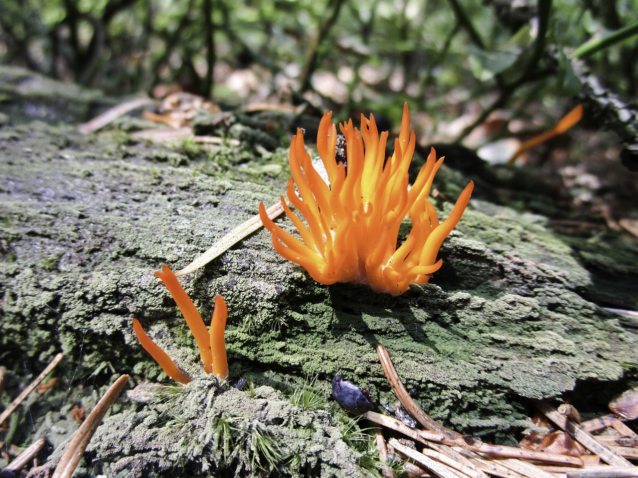 mushroom forest nature free photo