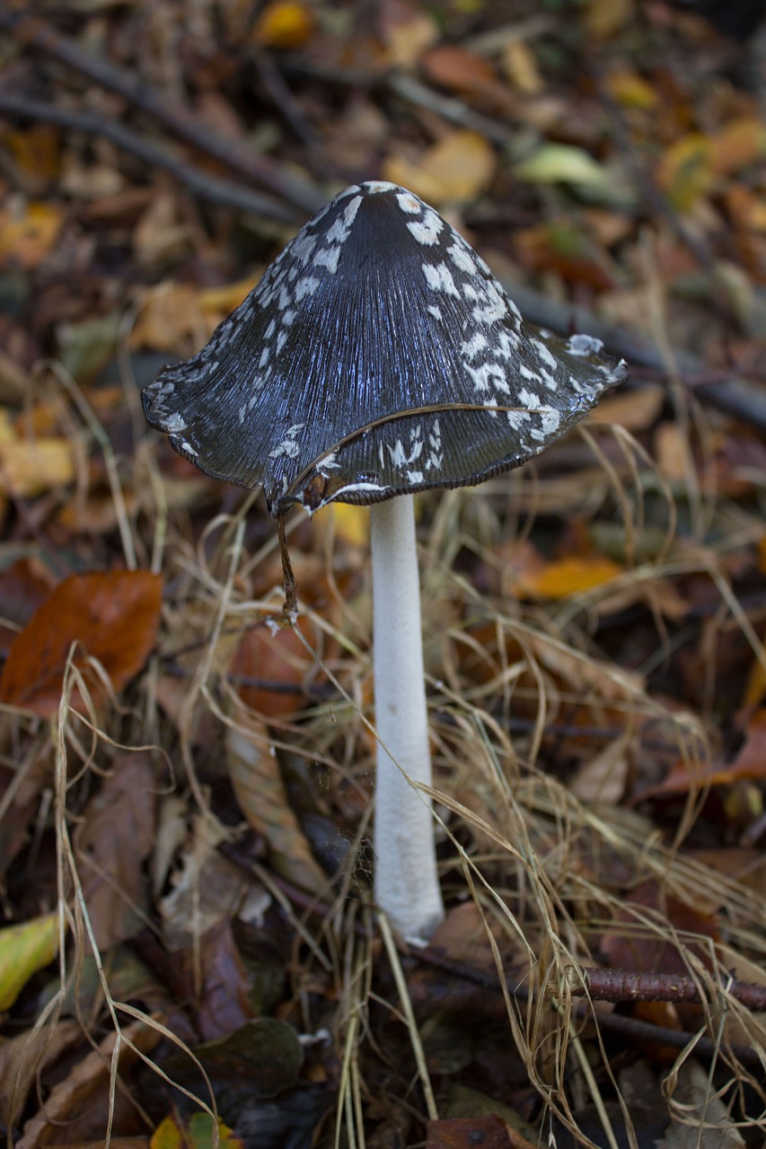 mushroom toxic autumn free photo